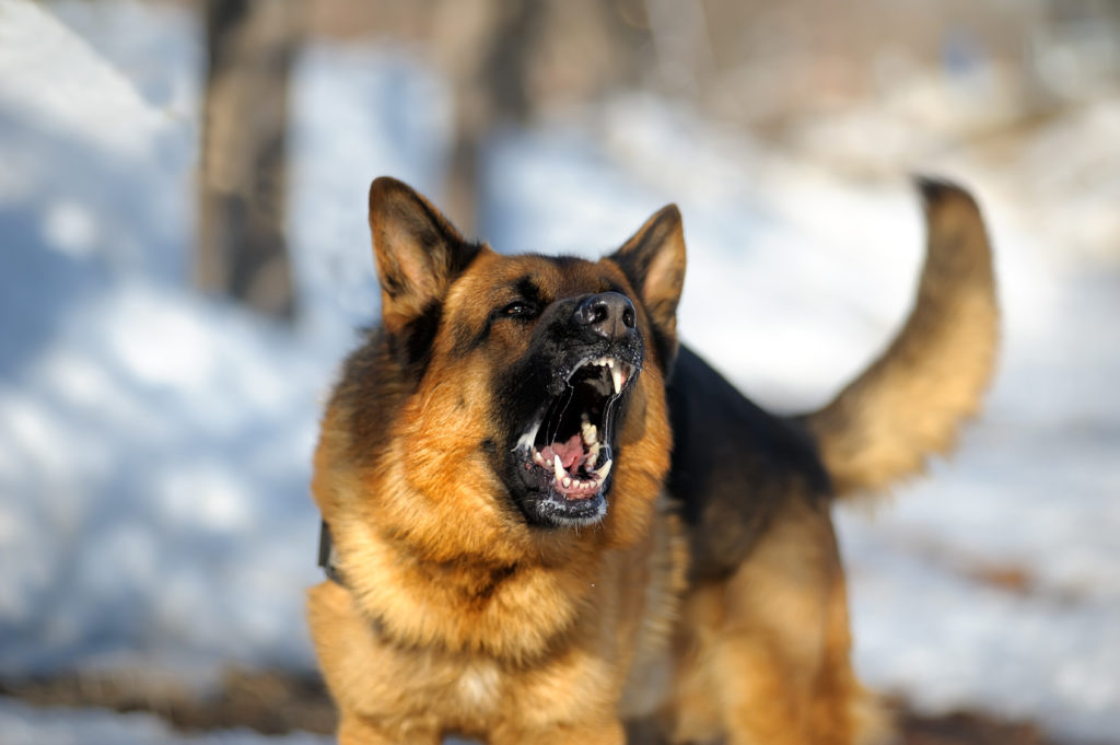 un chien se montre agressif