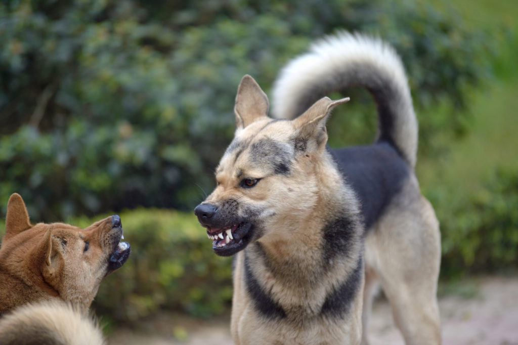 deux chiens se grognent dessus