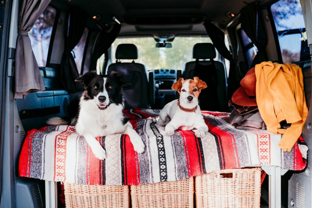 deux chiens partent en vacances en voiture