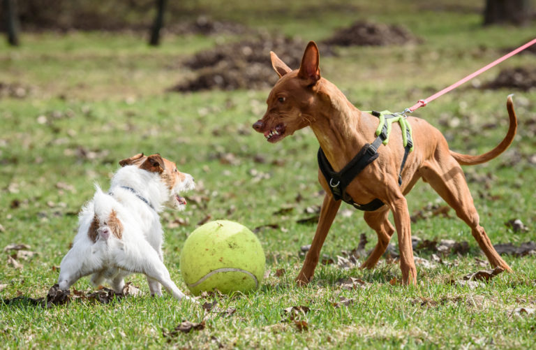 deux petits chiens font preuve d'agressivité