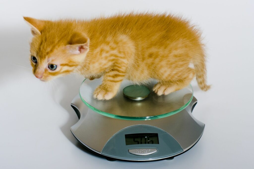 controle du poids d'un chaton sur une balance ménagère