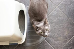 Cacher la litière de son chat : des idées pour un petit coin discret