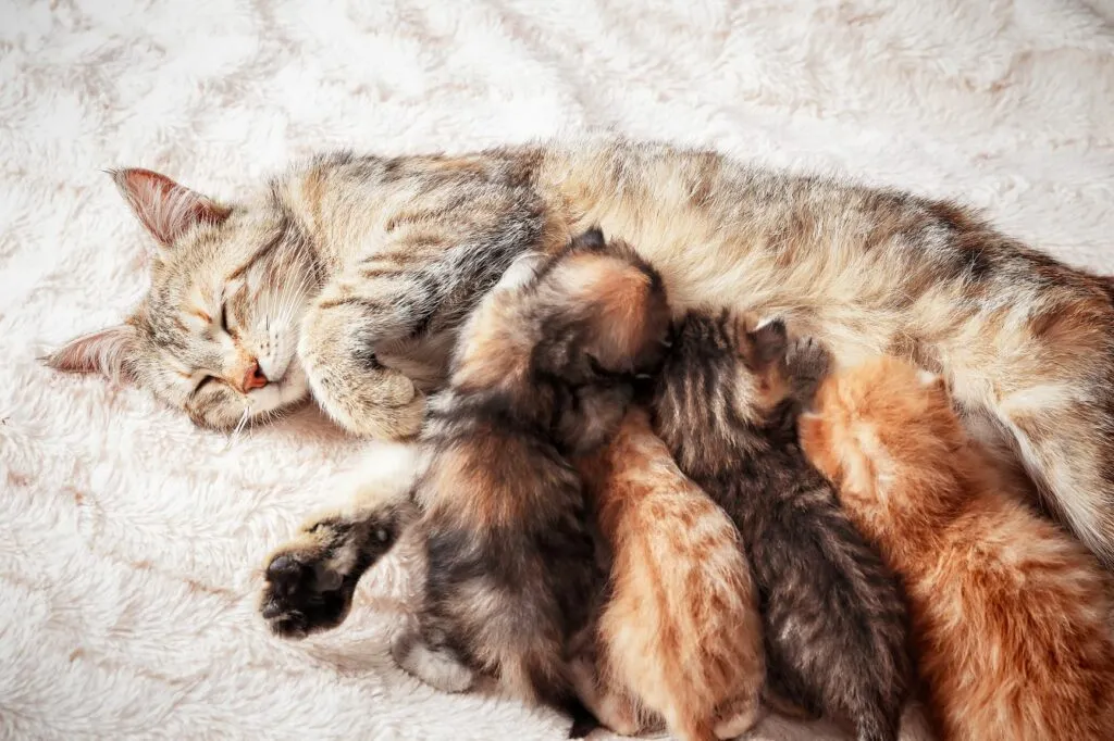 chat et chatons des chatons têtent