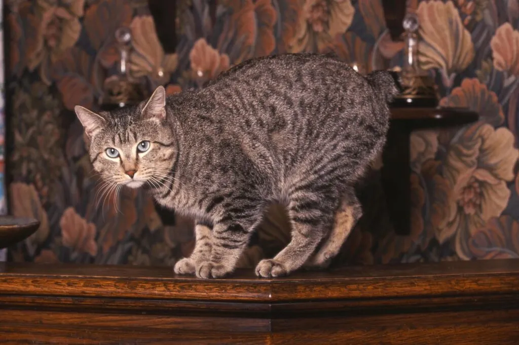Pixie-Bob sur un meuble un chat de race pixie-bob