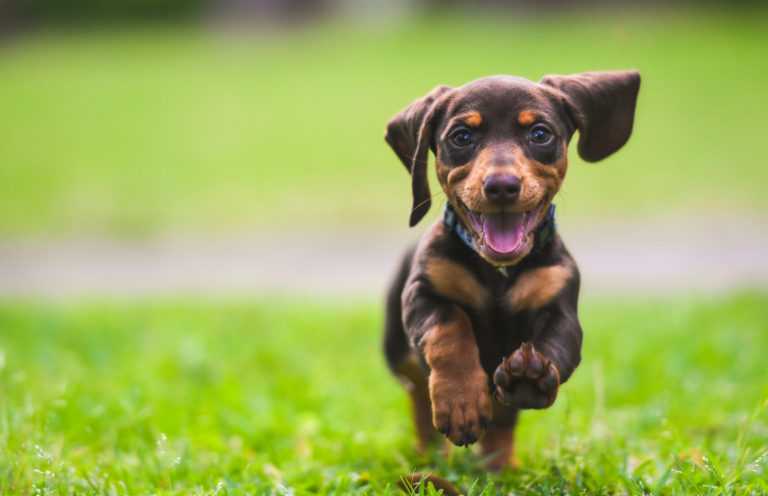 un chiot dans l'herbe