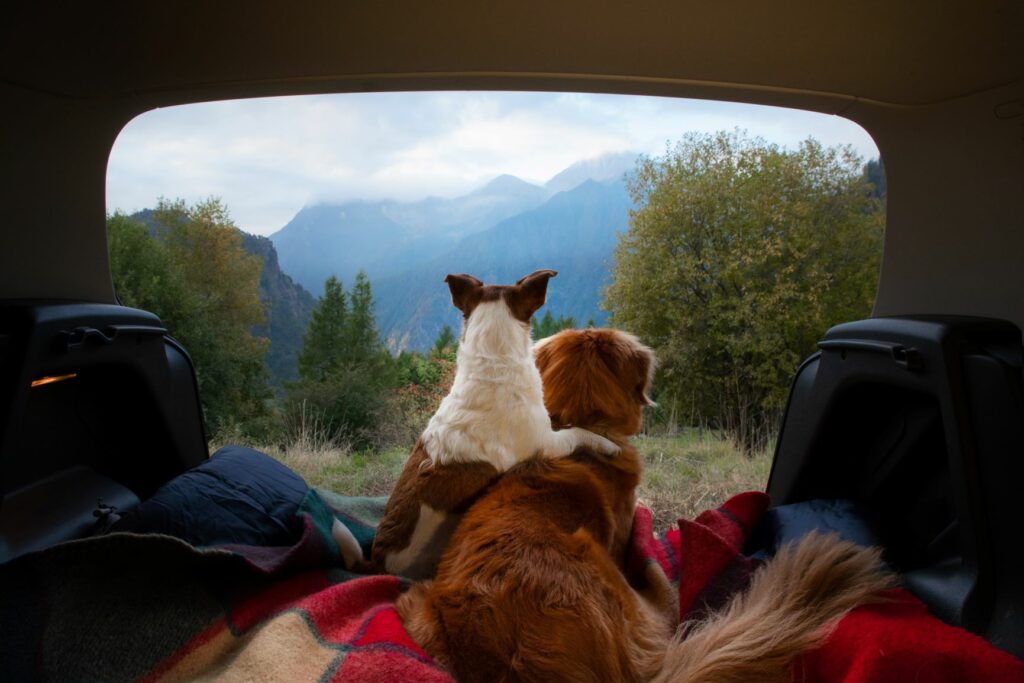 chiens et camping en montagne
