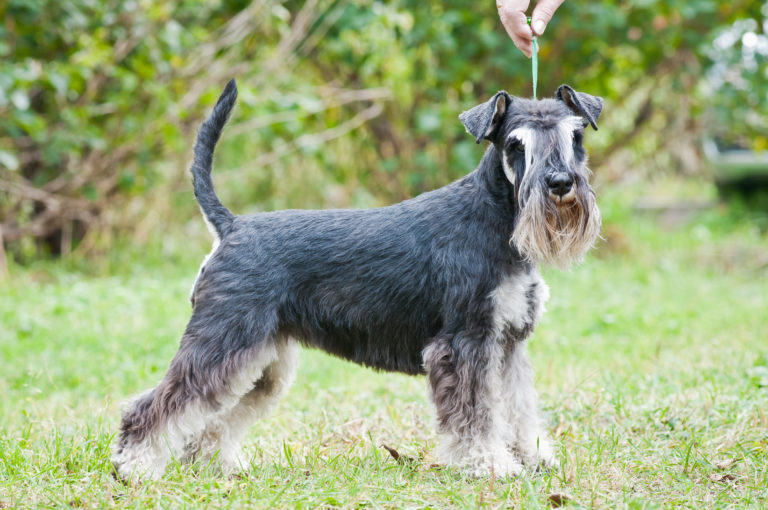 schnauzer nain