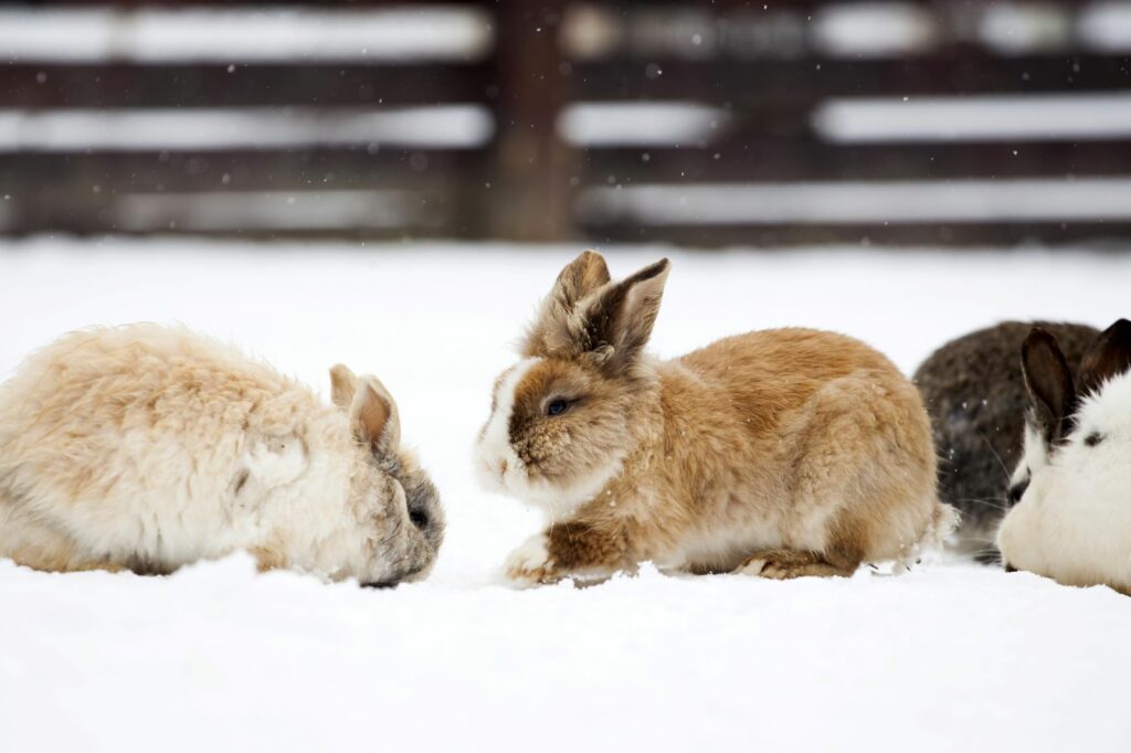 lapin en hiver