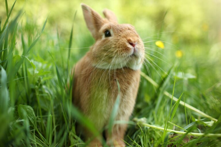 Lapin Sur La Pelouse Bien Exposée Dans Le Jardin Image stock