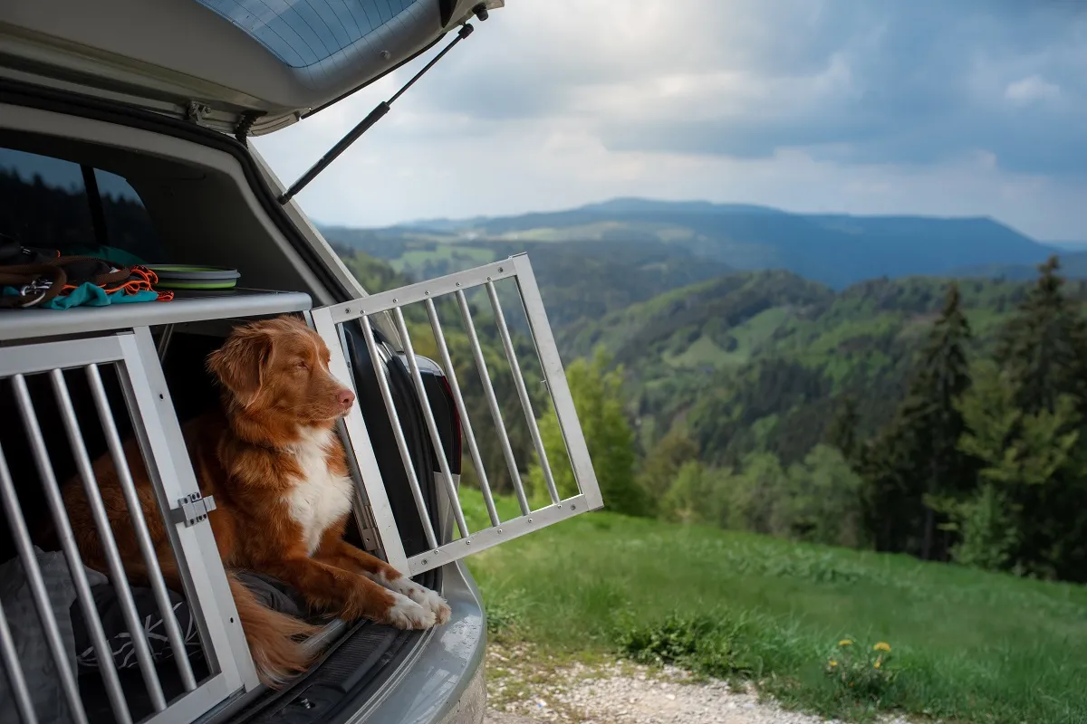 chien en voyage dans le coffre d'une voiture