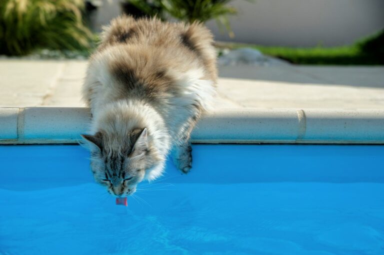 chat désydraté