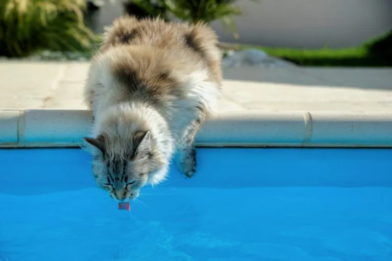 eau et chat chat désydraté