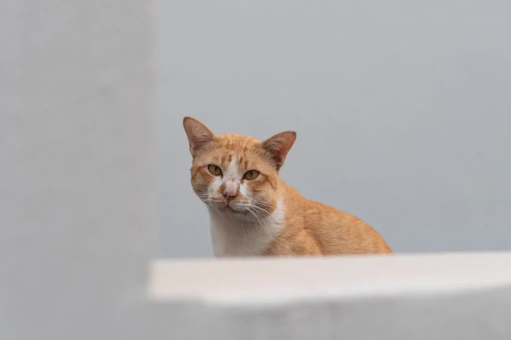 Un chat roux a la joue enfl&eacute;e &agrave; cause d'une piq&ucirc;re de gu&ecirc;pe