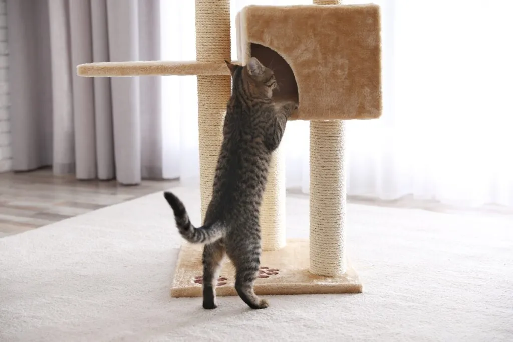 Un chat souffrant d'arthrose r&eacute;ticent &agrave; bouger