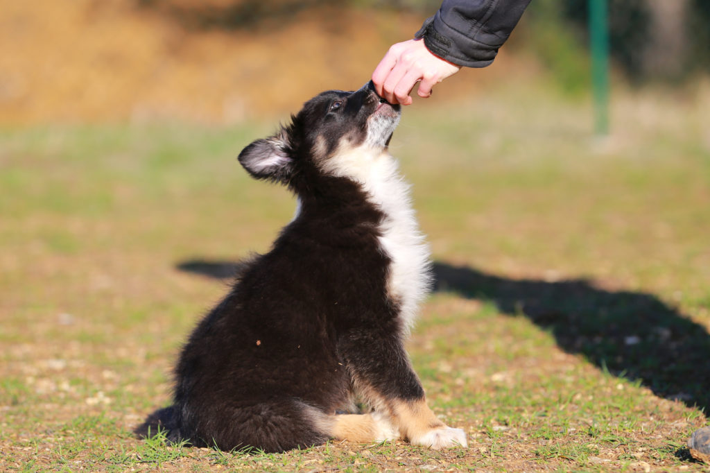 un chiot reçoit une friandise