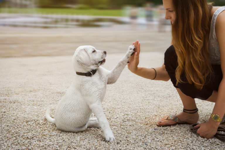 un chiot donne la patte à sa maitresse