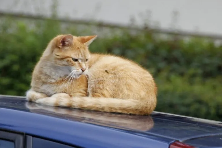 chat et guêpe piqure guêpe chat