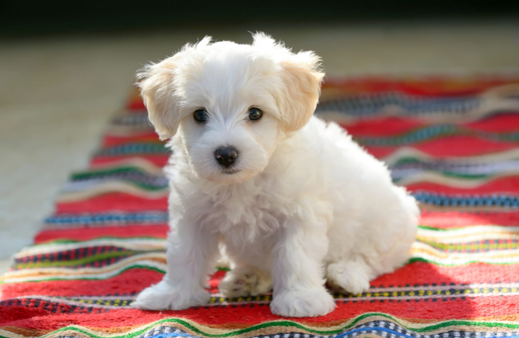 un chiot blanc assis