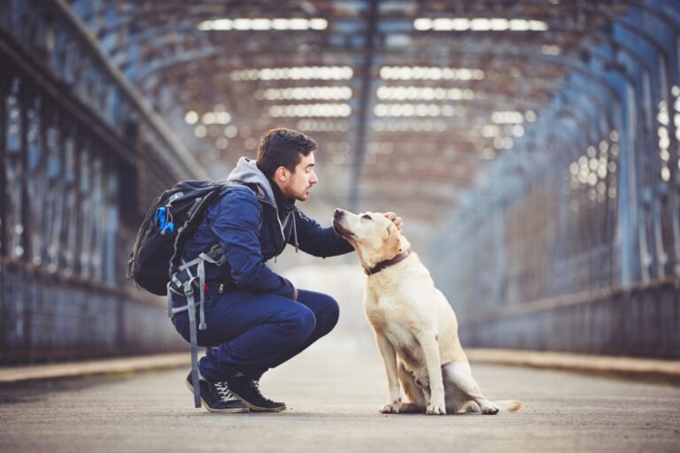 chien et voyage