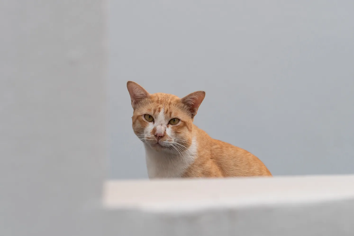 chat et piqûre symptomes piqure guepe chat