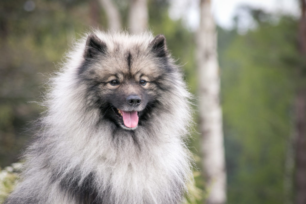 spitz loup caractère