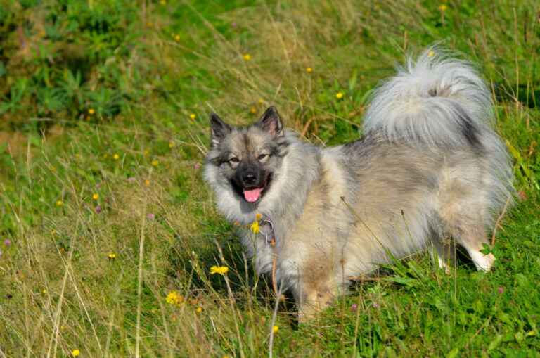 Spitz Allemand  Caractère, alimentation, santé & prix