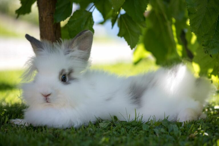 Comment protéger son lapin de la chaleur en été ?