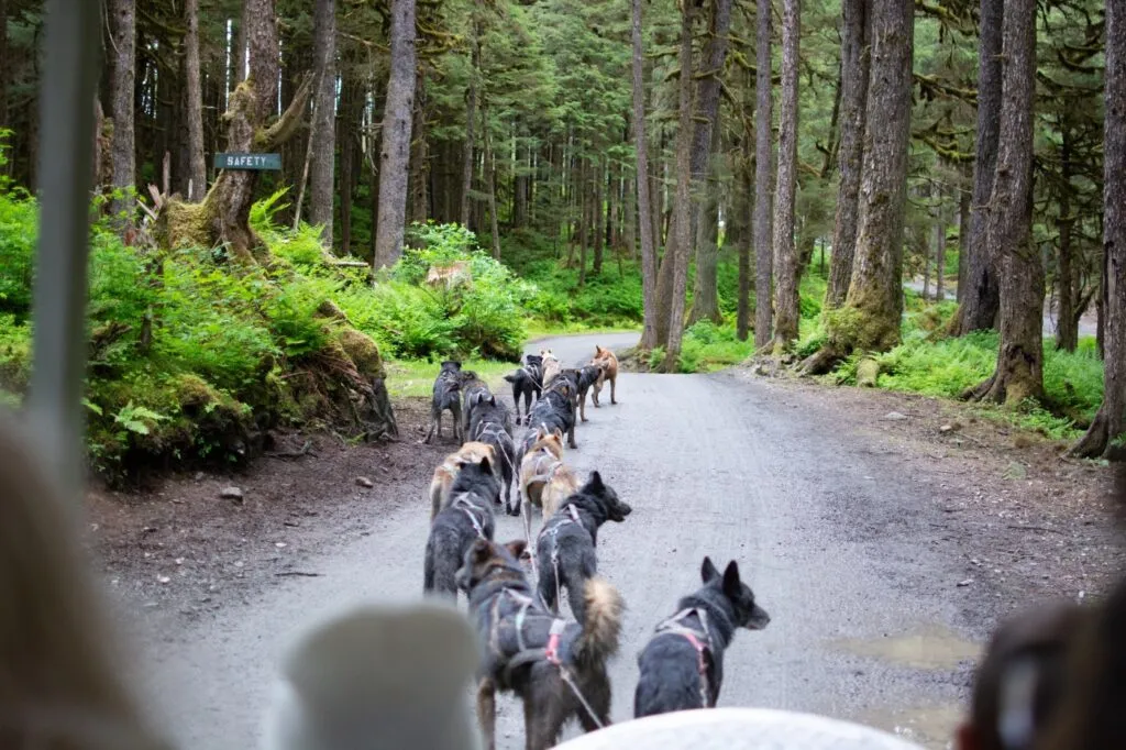 Des Huskys d'Alaska sont attel&eacute;s en for&ecirc;t