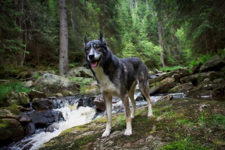 : Alaskan Husky