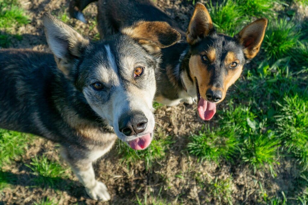 Husky d’Alaska