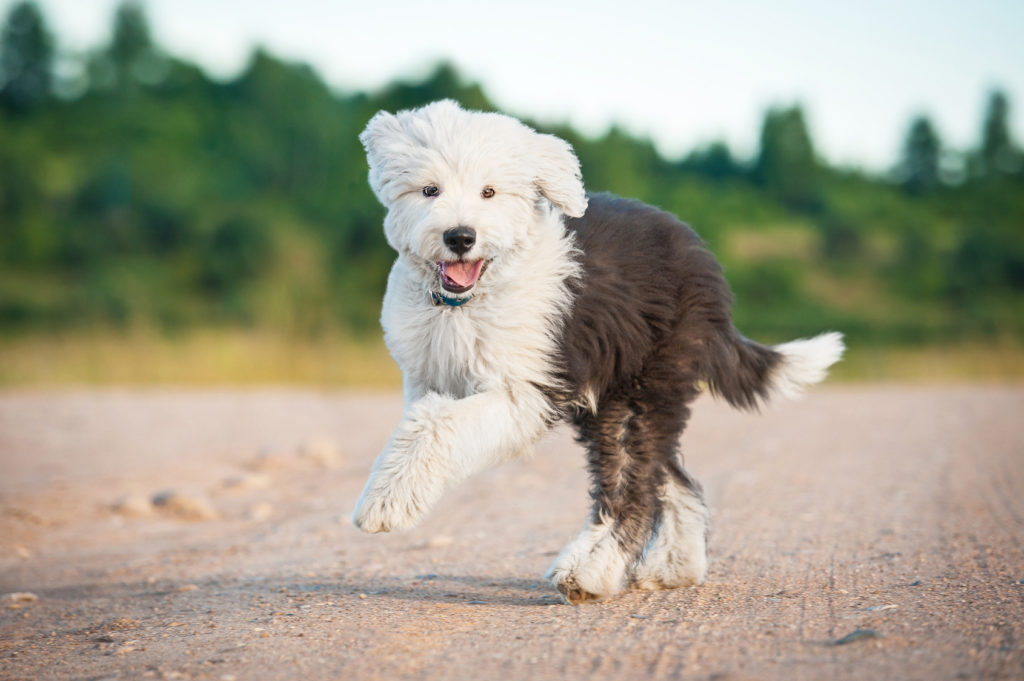 acheter un bobtail