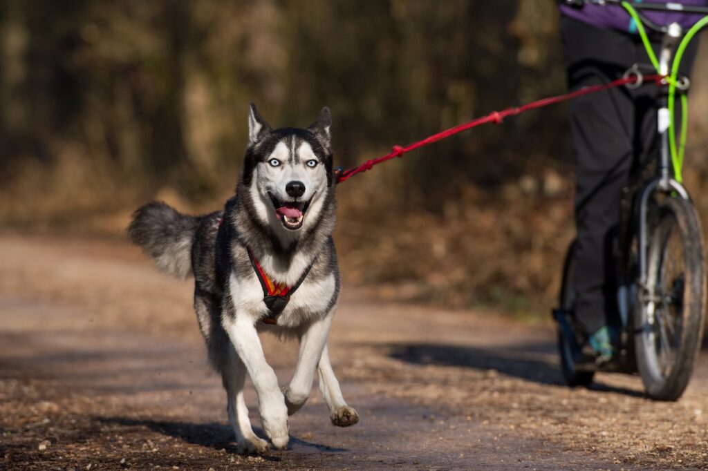 Dog Runner - Accessoire cani-vtt pour faire du vélo avec son chien