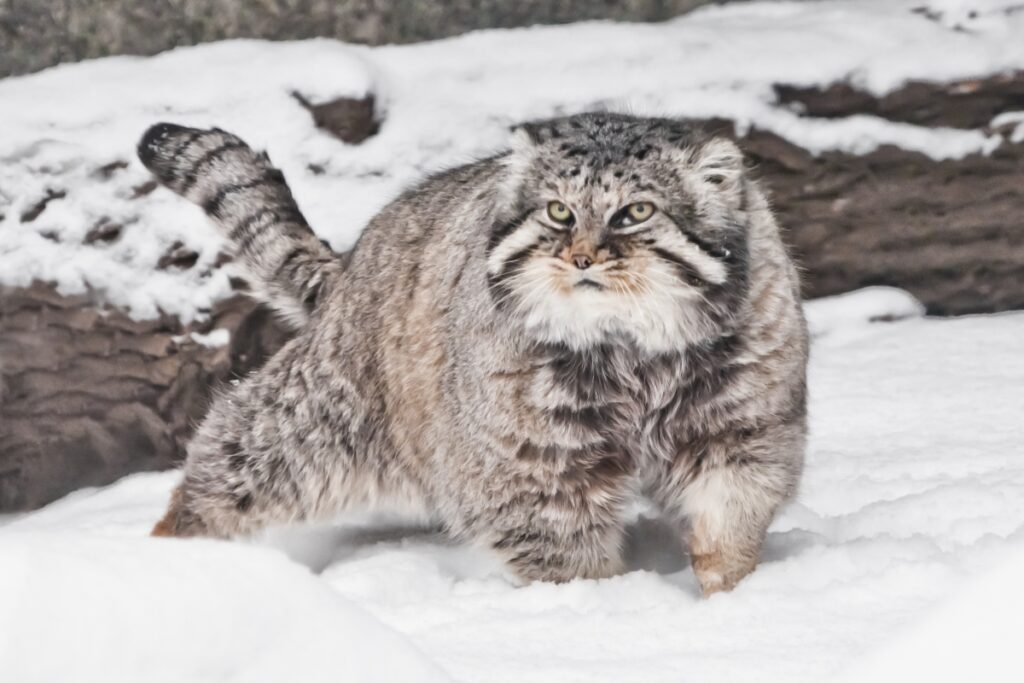 chat sauvage de manul