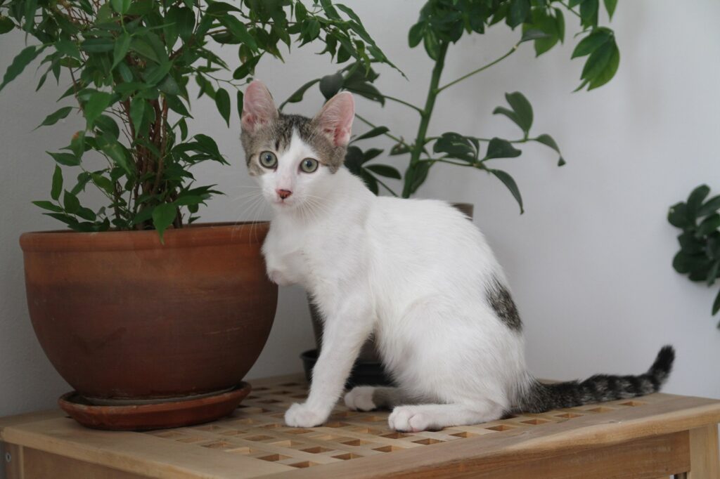 Chat Ampute D Une Patte Magazine Zooplus