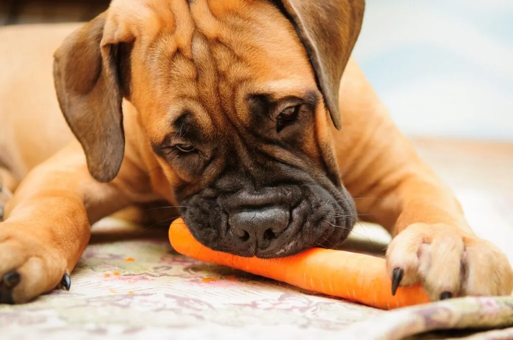 Un Bullmastiff mangeant une carotte Un chien végan ne se nourrirait que de légumes et de fruits