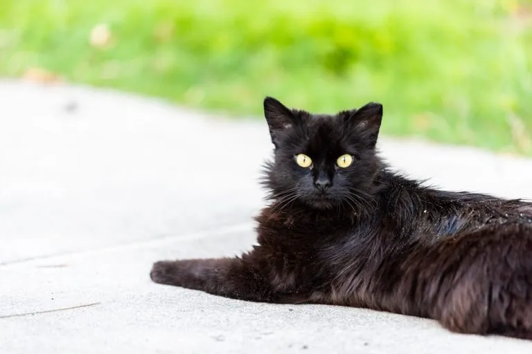 pellicules chez le chat pellicule chat