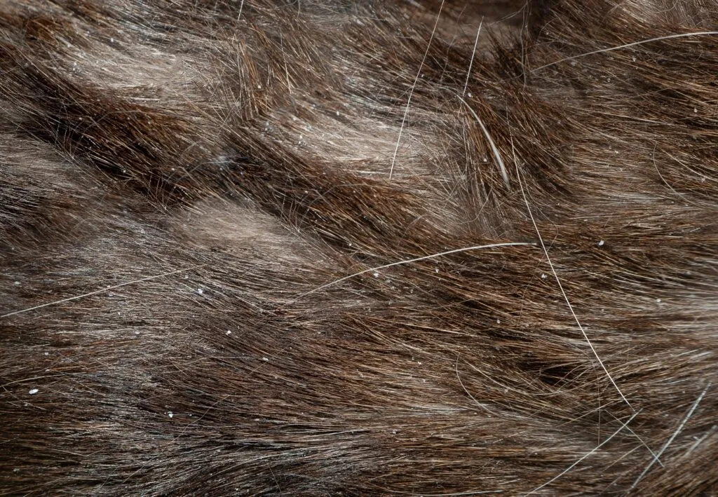 chat et pellicule diagnostic pellicules chat