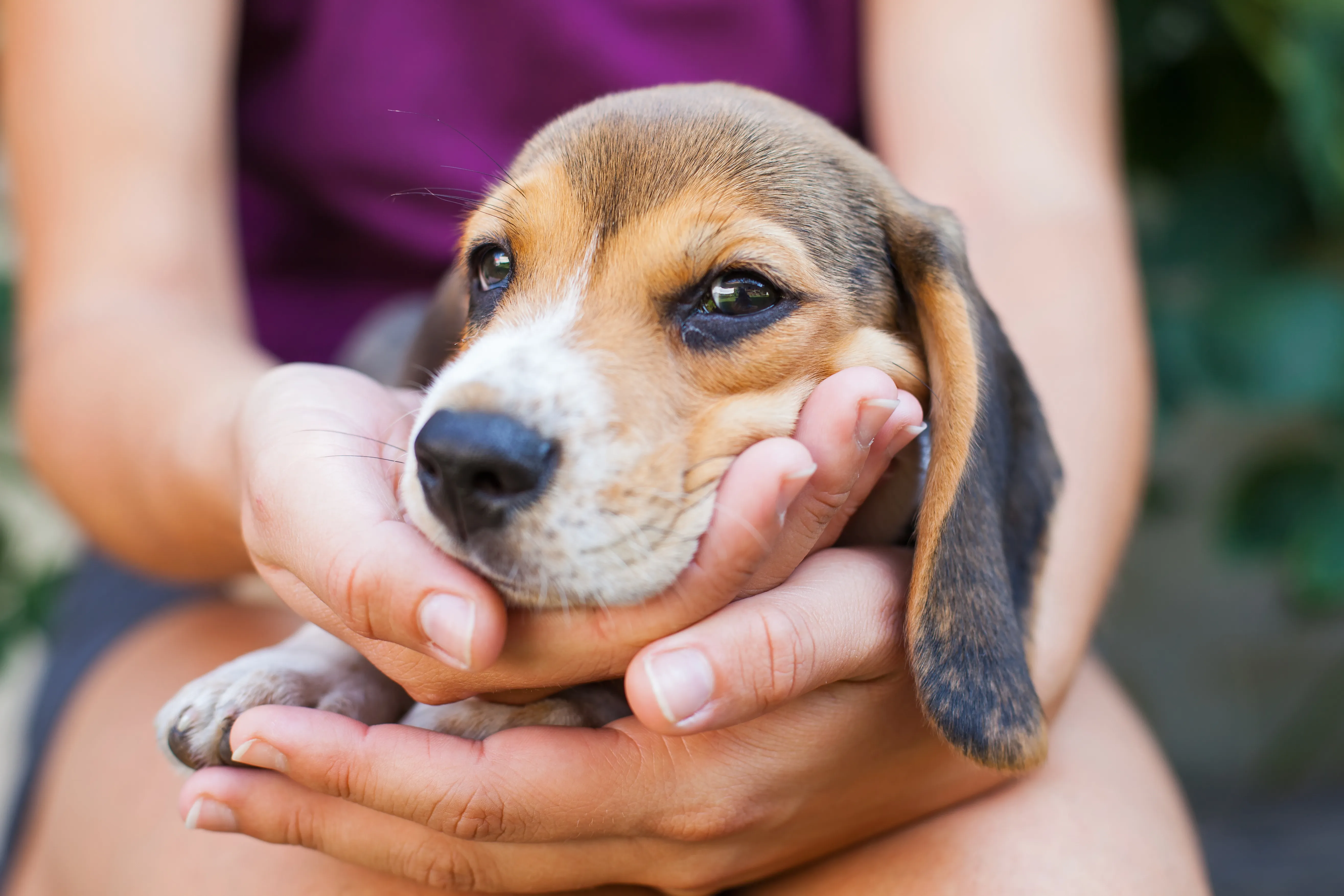 Chiot Beagle dans les bras de sa propri&eacute;taire