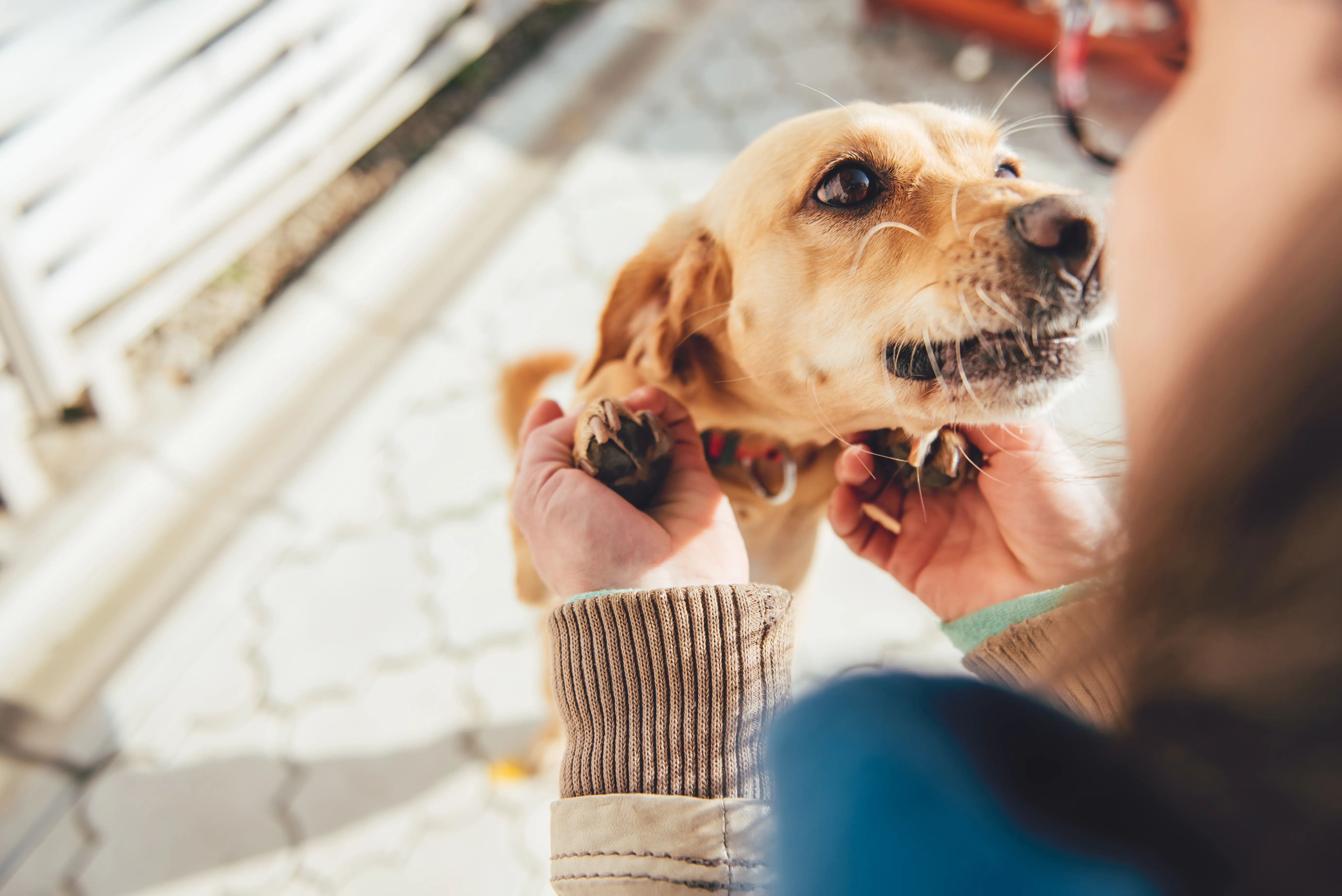 Un chien se tient debout sur ses pattes et regarde sa propri&eacute;taire