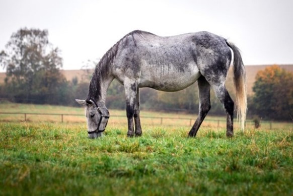 acarien cheval