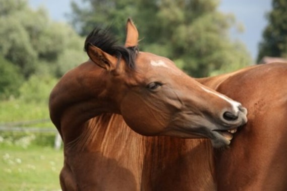 acarien chevaux