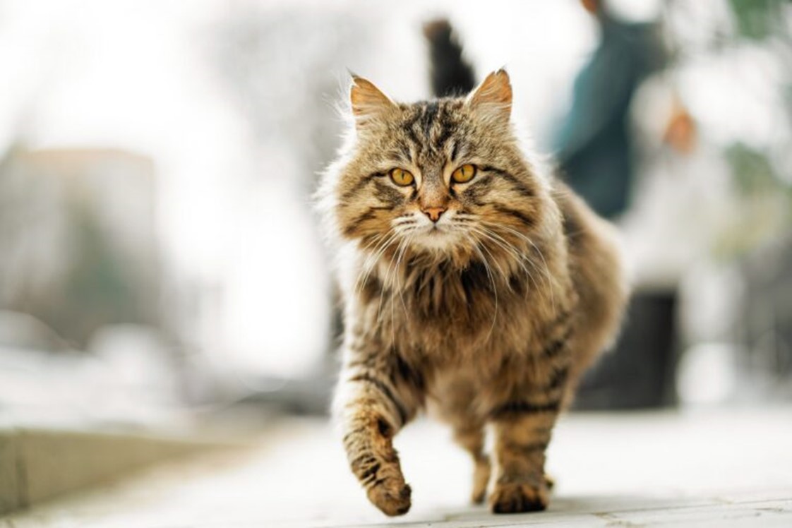 Ataxie Chez Le Chat Tout Savoir Magazine Zooplus