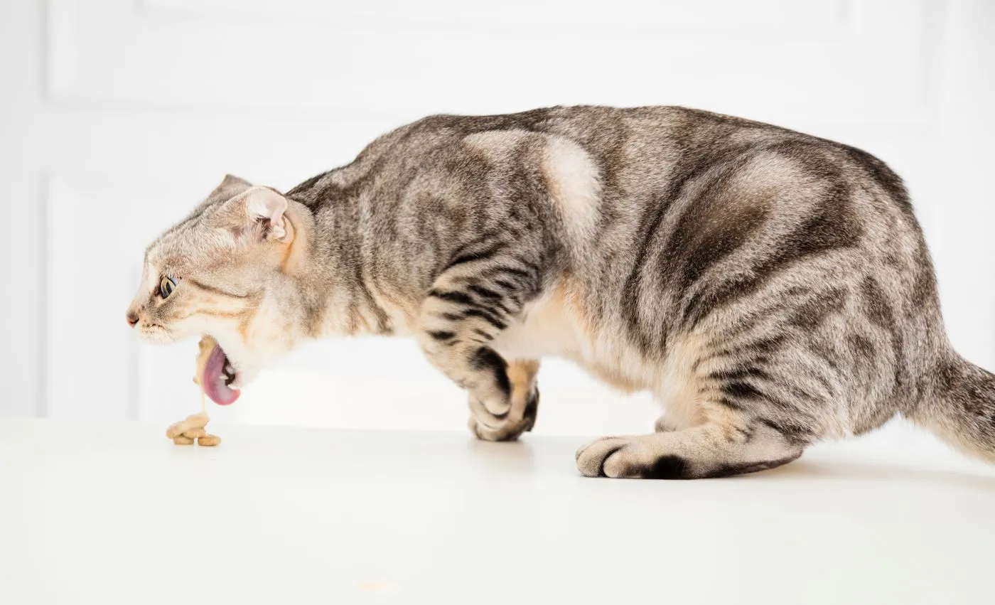 Occlusion intestinale chez le chat