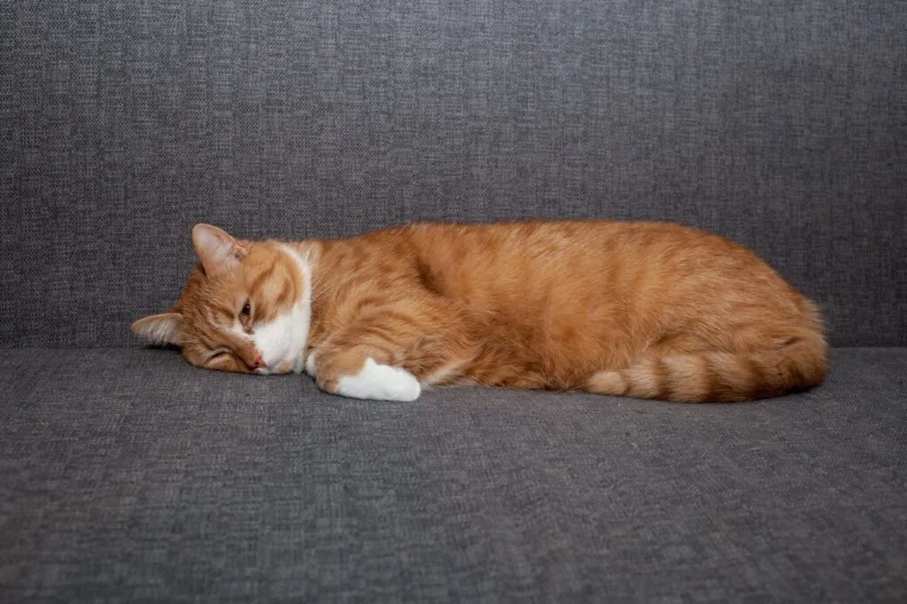 chat malade occlusion intestinale chat