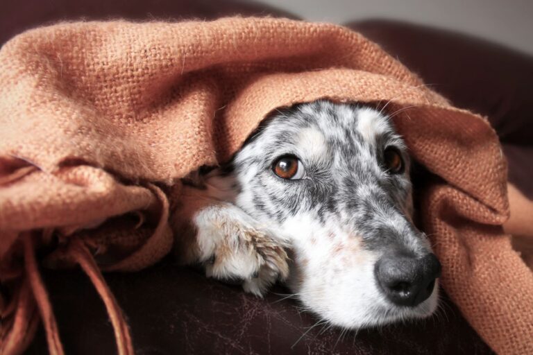 chien anémique se cachant sous une couverture