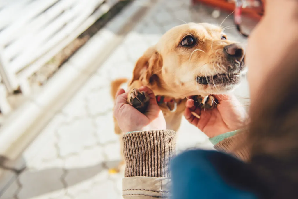 Adopter un nouveau chien