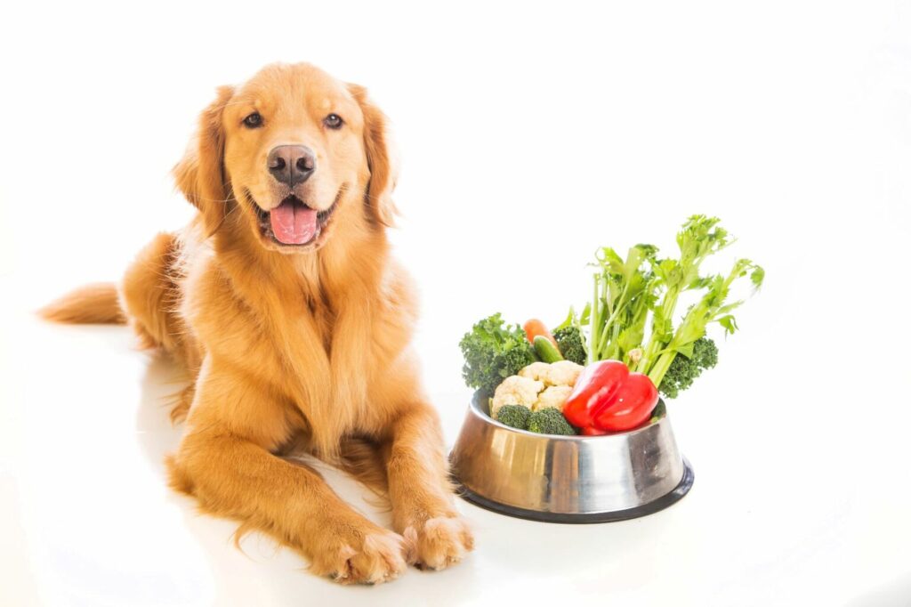 Nourriture végétarienne chiens