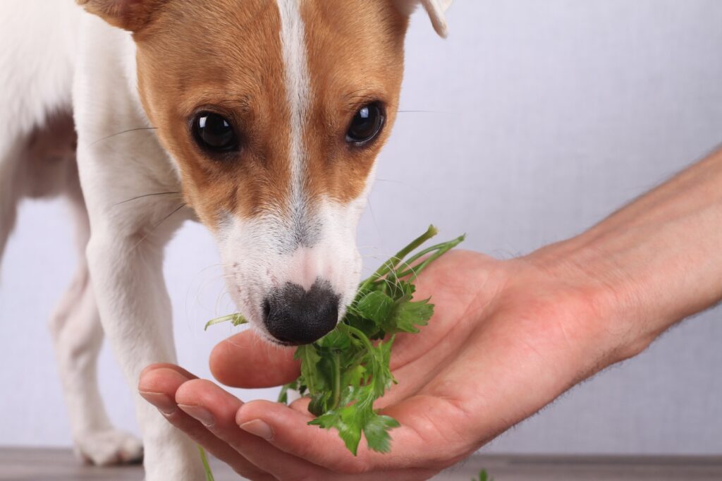 Plantes, compléments et nutriments pour chien