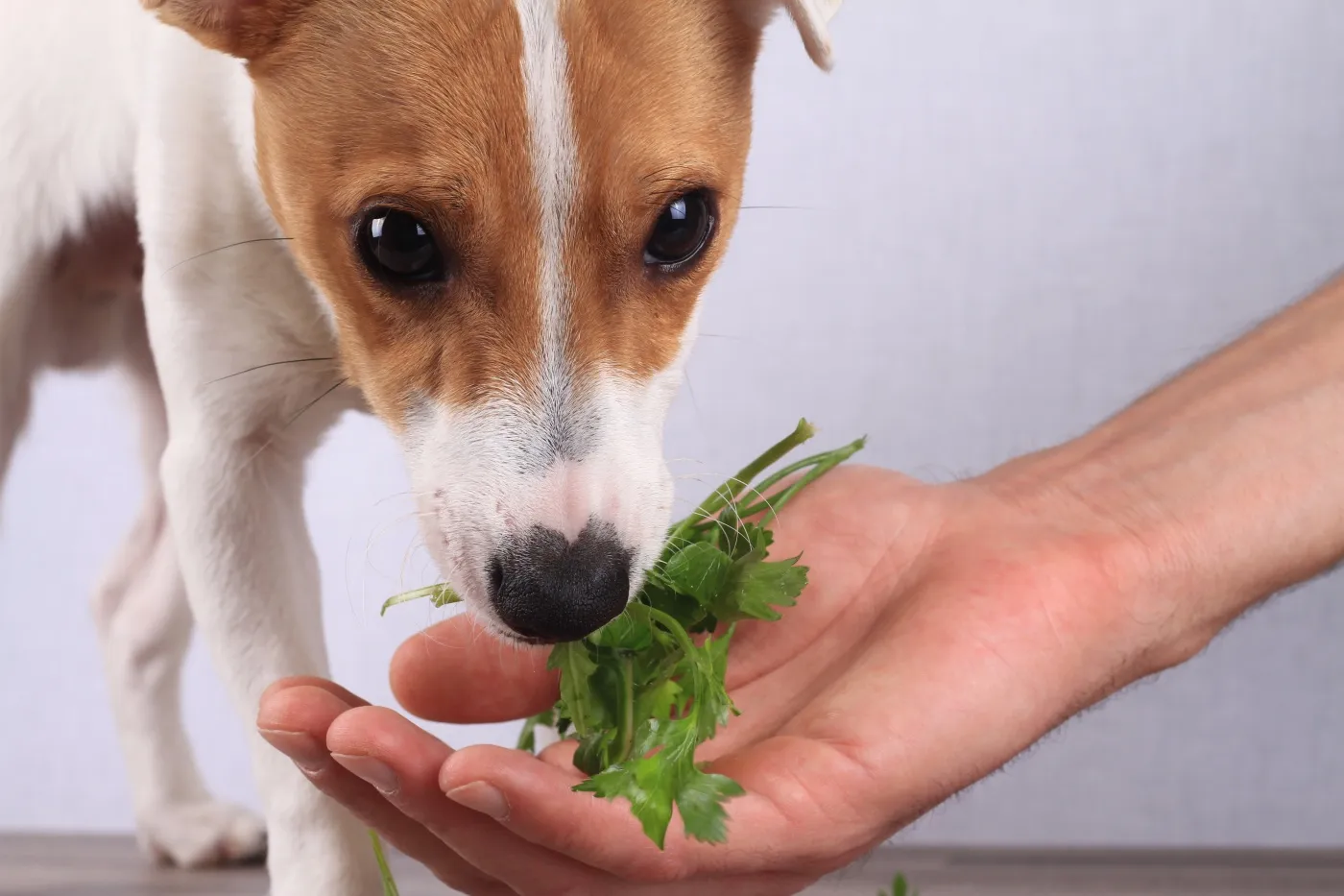 chien végétarien chien végétarien