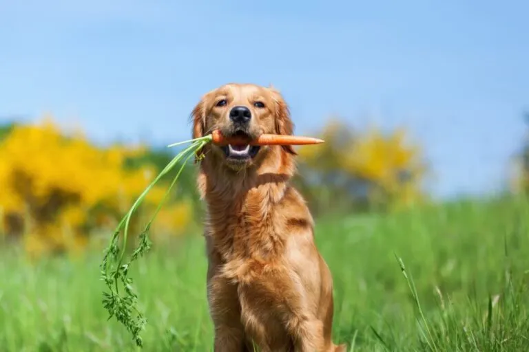 chiens et légumes croquette chien vegetarien